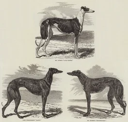 Reunión de carreras en Newmarket